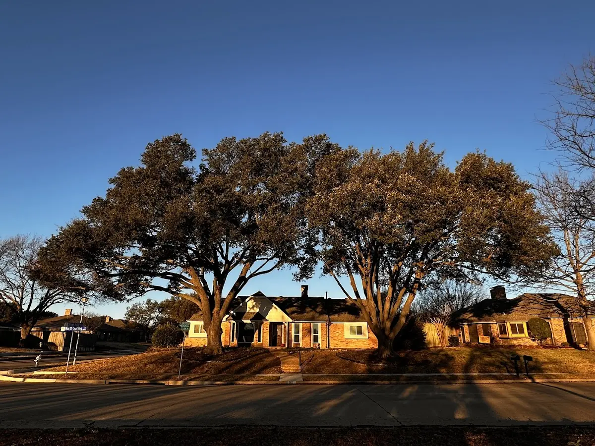 Established residential canopy tree shading a home in Seabrook